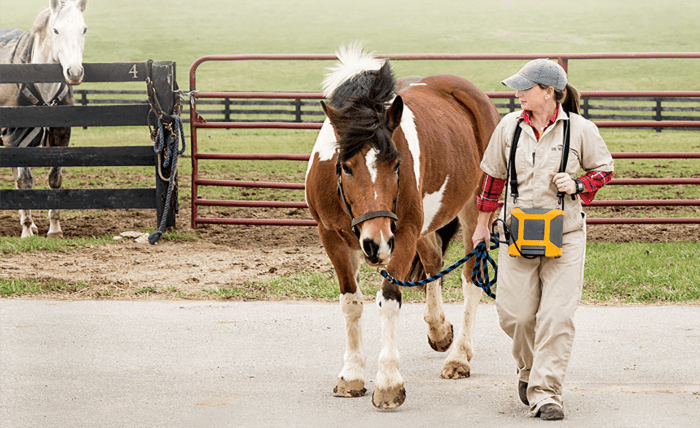 medical imaging device engineering - veterinary ultrasound